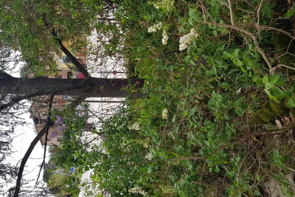 20240409_125733 - Appartamento Monteroni d'Arbia (SI) MONTERONI D'ARBIA 