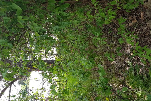 20240409_125723 - Appartamento Monteroni d'Arbia (SI) MONTERONI D'ARBIA 