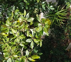 Appartamento Monteroni d'Arbia (SI) MONTERONI D'ARBIA